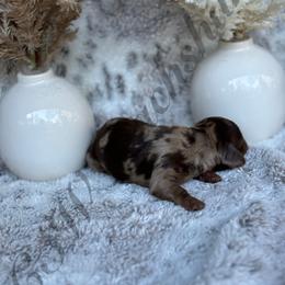 Dachshund Puppies from CSW Dachshunds