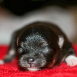 Bitty- tiny girl - Black and tan female Pomeranian puppy in Bremen, Indiana from AMS Pomeranians and Pomskies in Indiana