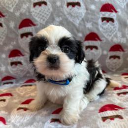 AKC- Frost - Black and white male Shih Tzu puppy in Henderson, Nevada from SHIH TZU HOUSE