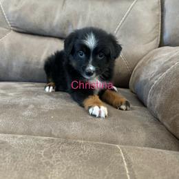 Miniature Australian Shepherd Puppies from Dutton's Show Me Farms