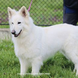 Zuleika - Berger Blanc Suisse