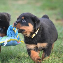 Labrador Retriever and Rottweiler Puppies from Merakxel