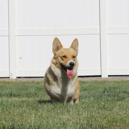 Dixie - Pembroke Welsh Corgi
