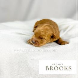 B R O O K S - Red  male Goldendoodle puppy in Cedar City, Utah from Cedar Doodles- Home of the Teddybear Goldendoodle