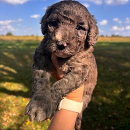 Winnie - Blue merle female Bernedoodle puppy in Cherryville, North Carolina from Mercy Doodles