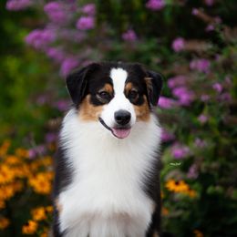 "Fergie" - Australian Shepherd
