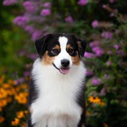 "Fergie" - Australian Shepherd