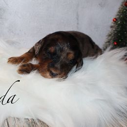 Prada - Tri-color female Bernedoodle puppy in Ohio from Moore Doodles