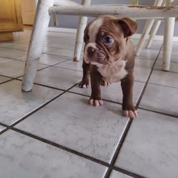 Boston Terrier Puppies from Beulah's Bostons