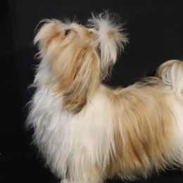 Moon - Havanese