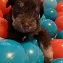 Miniature Schnauzer Puppies from Booms baby
