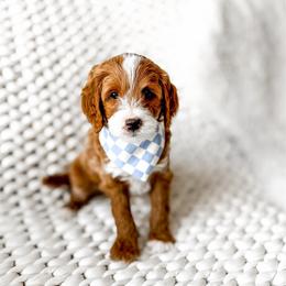 Rafiki - Red  male Goldendoodle puppy in Springville, Utah from Happy Doodle