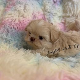 Shih Tzu Puppies from Joiful Shih Tzu