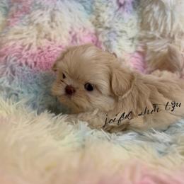 Shih Tzu Puppies from Joiful Shih Tzu