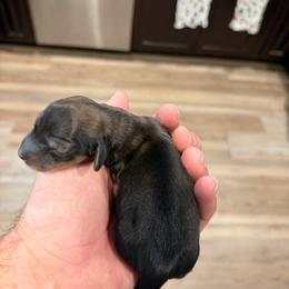 Coal (3,000) AKC LIMITED - Red male Dachshund puppy in Indian Trail, North Carolina from Hilda’s Teenie Weenies