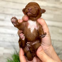 Purple - Red  female Goldendoodle puppy in St George, Utah from Picture Perfect Doodles