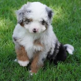 Girl 3 - Blue merle female Aussiedoodle puppy in Lawton, Oklahoma from Lindsey’s Aussies