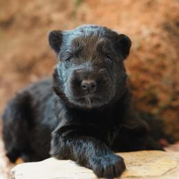 Obsidian - Black female German Shepherd puppy in Windsor, South Carolina from Sinister Shepherds