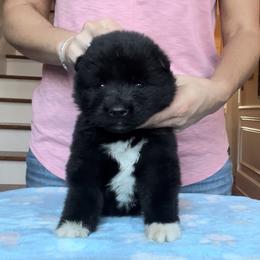 Boy 1 - Akita puppy in Coopersburg, Pennsylvania from Main Street Akitas