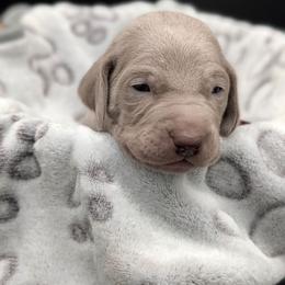 Calhoun - Silver gray male Weimaraner puppy in Evart, Michigan from Drehbar Weimaraners