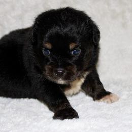 Cedar - Black tri male Miniature Australian Shepherd puppy in Paris, Texas from Kuttin’ Up Mini Aussies
