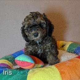 Iris - Brown and tan female Cockapoo puppy in Sunset, Louisiana from Cano Cockapoos