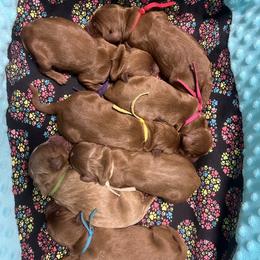 Blue Female - Apricot female Goldendoodle puppy in Great Falls, Montana from Montana Goldendoodles