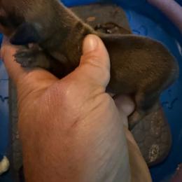 Girl 1 - Red female Dachshund puppy in South Haven, Kansas from Keen's Dachshunds
