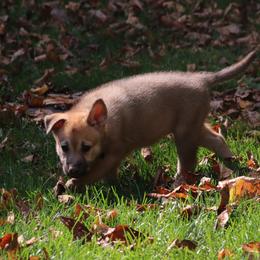 Chinook Puppies from Vanguard Chinooks