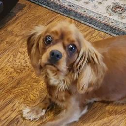 Piper - Cavalier King Charles Spaniel