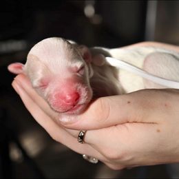 Edward - male Australian Mountain Doodle puppy in Redding, California from Farmstead Doodles