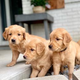 Girl 6 - Golden female Golden Retriever puppy in Buffalo, Missouri from Thrasher Family Puppies