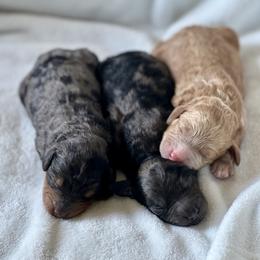 Bernedoodles from Cascade Country Doodles