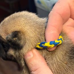 Blue and Yellow - Fawn male Pug puppy in Salem, Oregon from Loda's Pugs