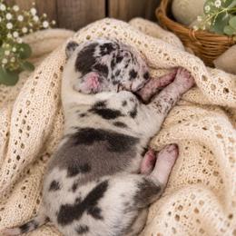 Elrond - Harlequin male Great Dane puppy in Citra, Florida from AEW Farm