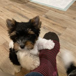 Biewer Terrier Puppies from Janeve's  Biewers