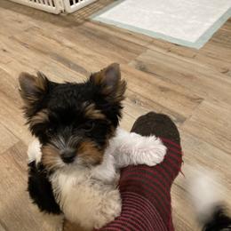 Biewer Terrier Puppies from Janeve's  Biewers