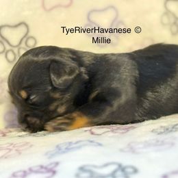 Millie - Black and tan female Havanese puppy in Lovingston, Virginia from Tye River Havanese