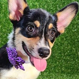 Purple - Black and tan Pembroke Welsh Corgi puppy in Winnsboro, Texas from H2 Puppies