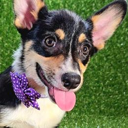 Purple - Black and tan Pembroke Welsh Corgi puppy in Winnsboro, Texas from H2 Puppies