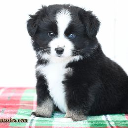 Stetson - Toy Australian Shepherd puppy from Shebang Aussies