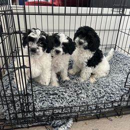 Cavapoo Puppies from Hales Wagging Tails