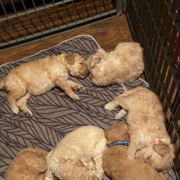 Sheepadoodle Puppies from Doodles of Central Arkansas