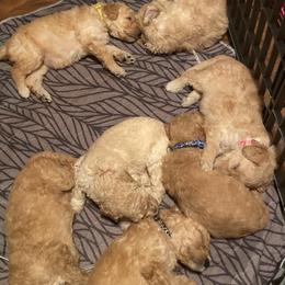 Sheepadoodle Puppies from Doodles of Central Arkansas