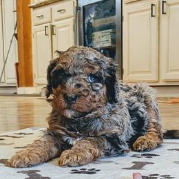 Cheryl - Blue merle female Aussiedoodle puppy in Yacolt, Washington from Aussiedoodles by Maggie