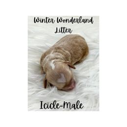 Australian Labradoodle Puppies from Jellybelly Australian Labradoodles