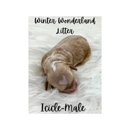 Australian Labradoodle Puppies from Jellybelly Australian Labradoodles
