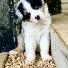 Kent - Blue merle male Australian Shepherd puppy in Putnam County, New York from Highland Haven Australian Shepherds