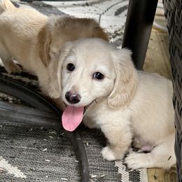Dachshund puppies from Vicki Bardos' Dachshunds