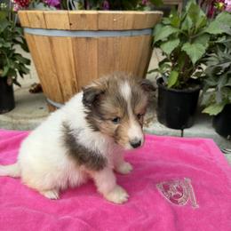Girl 4 - Sable and white female Shetland Sheepdog puppy in Deer Island, Oregon from Conestoga Shelties